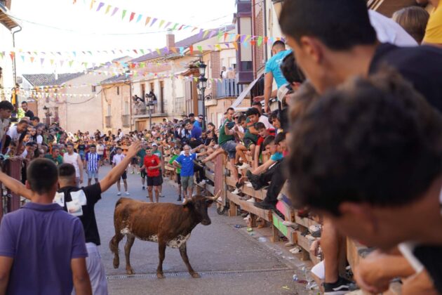 Encierros tradicionales en Torquemada - Agosto 2024