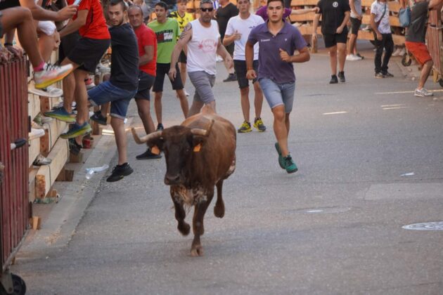 Encierros tradicionales en Torquemada - Agosto 2024