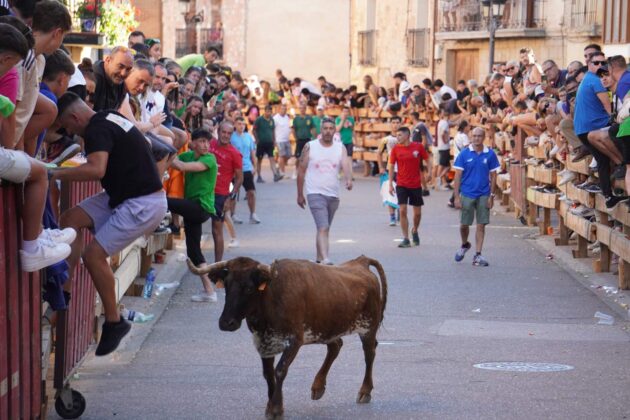 Encierros tradicionales en Torquemada - Agosto 2024