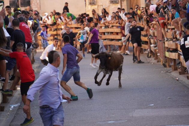 Encierros tradicionales en Torquemada - Agosto 2024