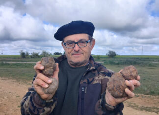 El director de la Cátedral de Micología de la UVa en el campus de Palencia, José Andrés Oria de Rueda, con unos ejemplares de turmas o trufas del desierto oplus_0