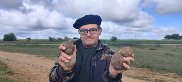 El director de la Cátedral de Micología de la UVa en el campus de Palencia, José Andrés Oria de Rueda, con unos ejemplares de turmas o trufas del desierto oplus_0