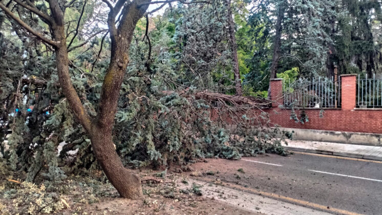 Un gran árbol se desploma sobre la calle Padre Claret