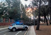 Un gran árbol se desploma sobre la calle Padre Claret