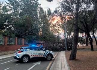 Un gran árbol se desploma sobre la calle Padre Claret