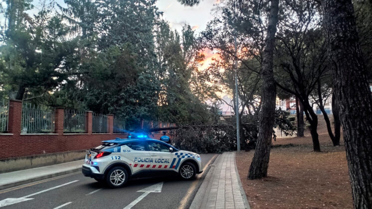 Un gran árbol se desploma sobre la calle Padre Claret