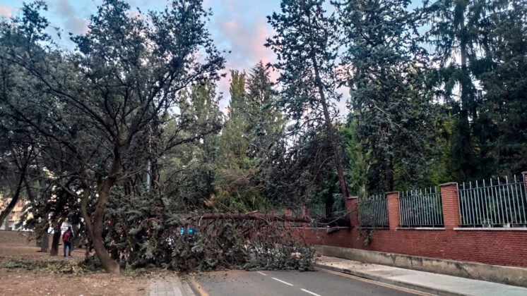 Un gran árbol se desploma sobre la calle Padre Claret