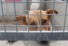 Imagen de archivo del centro de acogida de animales abandonados de Palencia gestionado por 'Scooby'. / Brágimo (ICAL)