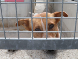 Imagen de archivo del centro de acogida de animales abandonados de Palencia gestionado por 'Scooby'. / Brágimo (ICAL)