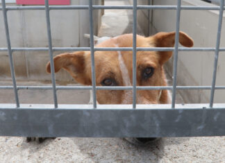 Imagen de archivo del centro de acogida de animales abandonados de Palencia gestionado por 'Scooby'. / Brágimo (ICAL)