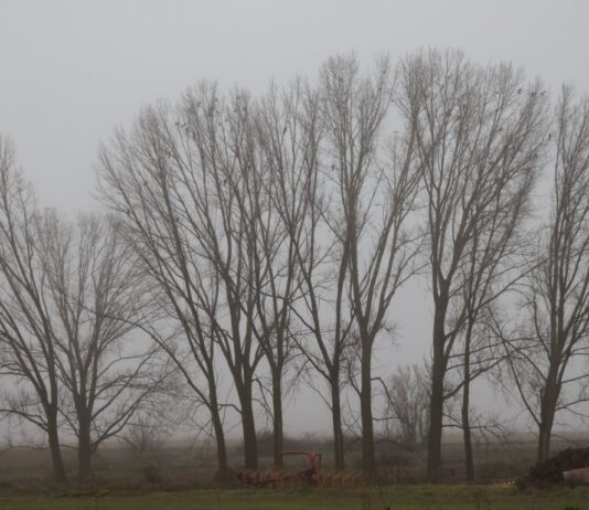 Hábitat del Milano real Invernante