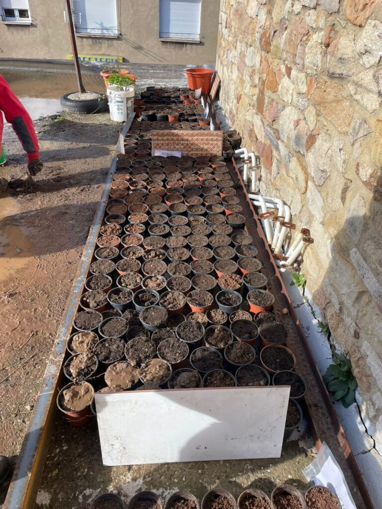 Plantación de semillas en Barruelo De Santullán